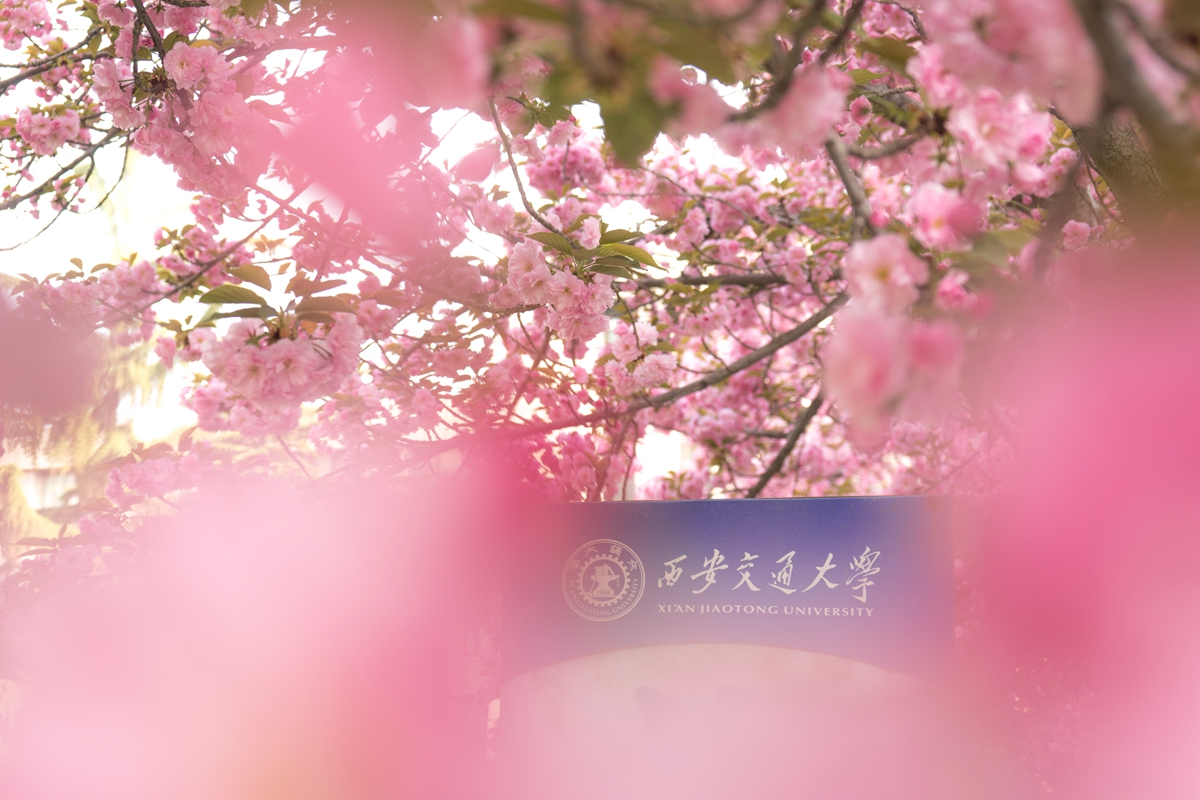 樱花妖娆（胡寒 摄）